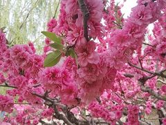 -元大都城垣遗址公园