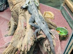 -广州长隆飞鸟乐园