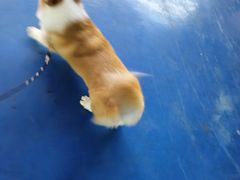 -FAELING PETS美天灵宠物(富力广场店)