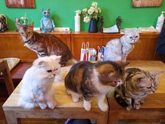 -李小姐の猫咖啡馆(五角场店)