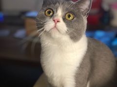 -Bastet sally猫舍购宠(静安店)