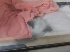 -谐和益家动物医院·免疫绝育·血液透析·宠保定点医院(高新伊藤分院)