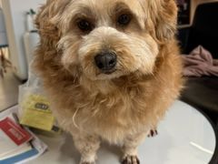 -猫狗日记·自助洗护·宠物寄养·售卖