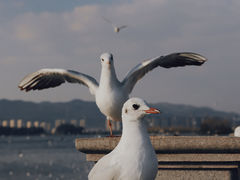 -海埂大坝