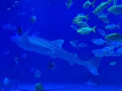 -烟台海昌鲸鲨海洋公园