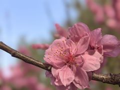 -桃花堤公园
