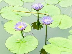 -国家植物园南园