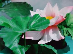 -厦门园林博览苑
