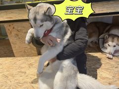 -Husky Go! 哈士奇体验馆·宠物咖啡厅狗咖