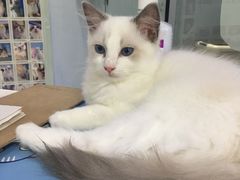 -喵的天空名猫咖啡馆·撸猫·猫舍·用品