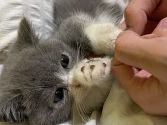 -瑞派康怡24h宠物医院·犬猫医疗中心·微创绝育(瑞景分院)