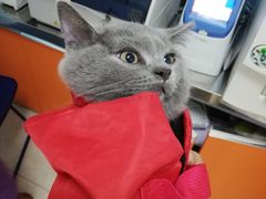 -瑞派福兴宠物医院犬猫全科·骨科·中西医结合(河东店)