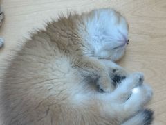 -帕帕拉兹宠物(亚洲旗舰店)