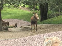 -北京野生动物园