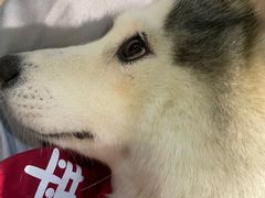 -Husky Go! 哈士奇体验馆·宠物咖啡厅狗咖