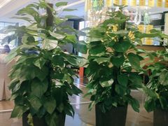 -万龙洲海鲜(大兴绿地缤纷城店)