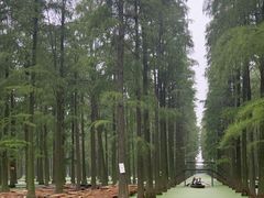 -渌洋湖湿地公园