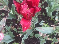 -上海鲜花港