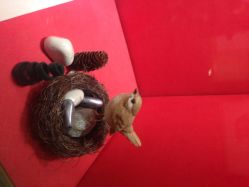 iphone_upload_pic-RUANS阮仕珍珠(北京蓝色港湾店)