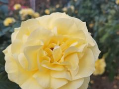 -人民公园(罗湖区)