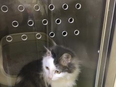 -瑞鹏宠物医院·爱宠堂·骨外专科(西荷分院)