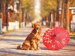 -超宠爱宠物摄影-Super pet