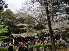 -武汉大学-樱园