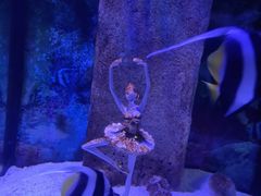 -合肥海洋世界