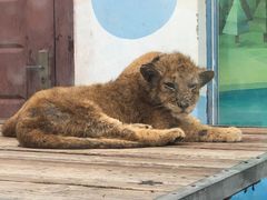 -大连森林动物园