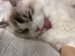 -艾吉宠物医院·疑难杂症转诊中心·猫友好(碧江路院)