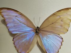 -上海昆虫博物馆