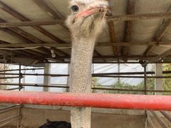 -南宫五洲植物乐园