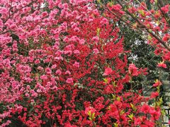 -国际非物质文化遗产博览园