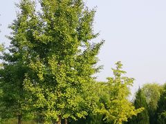 -永定河休闲森林公园