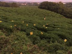 -大塘金香草谷