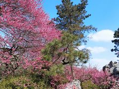 -杭州植物园