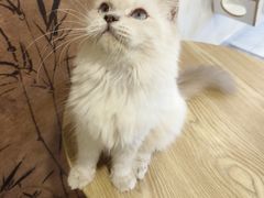 -楼上猫咖(罗湖店)
