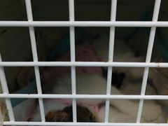 -纳吉亚猫专科动物诊疗中心(蒋宅口分院)