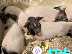 -昆明大悦城未来动物城(螺蛳湾中心店)