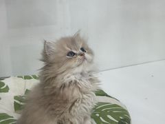 -青奢宠物·青奢猫舍