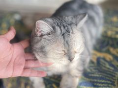 -平行世界·猫咖(首经贸店)