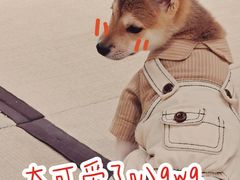 -逗柴咖啡屋·狗咖猫咖宠物桌游