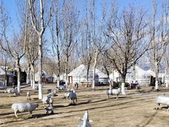 -九十九顶毡房(阜石路店)