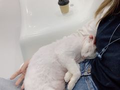 -糯米喵星人·撸猫猫舍咖啡馆(西市场嘉华店)