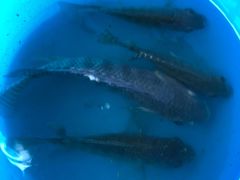 钓鱼-侯臣咖啡文化村