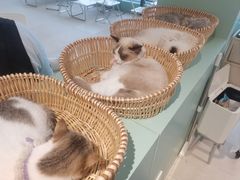 -怪兽屋·羊驼·猫咖·狗咖(俊华广场店)