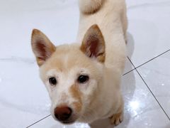 -柴源莊·柴小宠柴犬咖啡