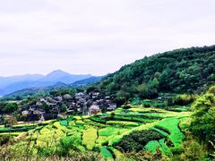 -桑洲油菜花景区