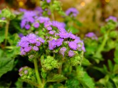 -良友花店(天目山路店)