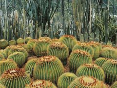 -深圳仙湖植物园
